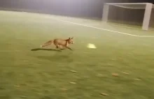 lisek trenuje z piłkarzami