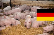 Agrounia: Świnie-mutanty z Niemiec w polskim zakładzie mięsnym