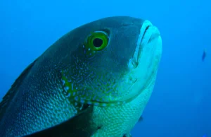 Znaleziono najstarszą tropikalną rybę rafową na świecie!