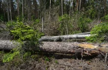 Niedostateczna ochrona lasów. Polska znowu trafi przed TSUE.