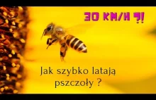 Jak szybko latają pszczoły ?