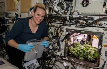 Astronauci ISS wyhodowali kosmiczną rzodkiewkę