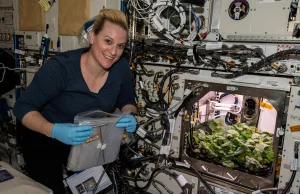 Astronauci ISS wyhodowali kosmiczną rzodkiewkę