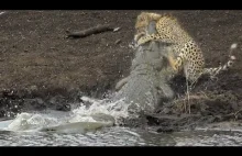 Crocodile Catches Cheetah