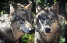 Wielkopolska. Wataha wilków żyje we wsi i atakuje zwierzęta domowe. "Znikają psy