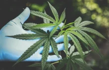 Legalizacja marihuany coraz bliżej? Do końca roku założenia pakietu projektów