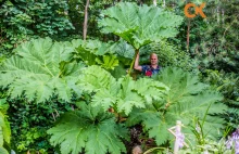 „Palma odbiła” - Pan Waldemar i jego gigantyczne roślinki ogródkowe