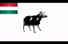 Polish cow stała się już węgierską.