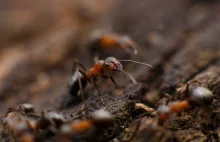 Naukowcy ostrzegają ludzkość przed globalnym spadkiem liczby owadów