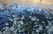 Czarne kamienie w rzece Białka