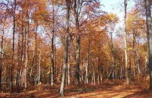 Jubileusz największego z lubelskich parków krajobrazowych