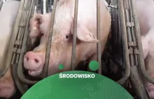 W Chinach powstaje największa przemysłowa hodowla świń. 84 tys. zwierząt w...
