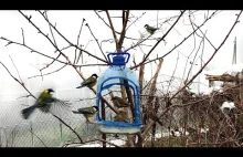 An Interesting Idea How to Make Bird Feeder from a Plastic Bottle DIY