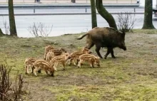 Niewidomy obawia się kontaktu z dzikami.