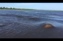 Jak szybko hipopotamy mogą poruszać się w wodzie?