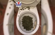 Gdy policja zapukała do jego drzwi, próbował spuścić marihuanę w toalecie