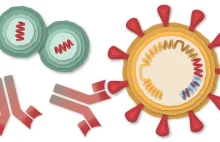 Jak działa szczepionka mRNA (Moderna)
