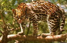 Świat stracił 68% dzikiej przyrody w mniej niż 50 lat, mówi WWF