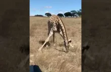 Oto jak żyrafa je trawę.