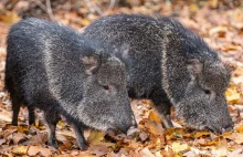 Dwie samice pekari chaco zamieszkały we wrocławskim ZOO.