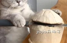 Kot przyrządzający smakołyki