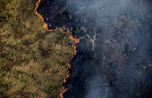 W ciągu 18 lat Amazon stracił 8% swojego terytorium z powodu wylesiania