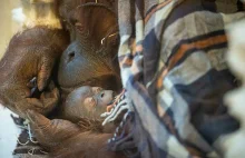 Poruszające zdjęcia małego orangutana i jego matki pokazują moc czułości