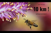 Jak daleko latają pszczoły ? - Pszczele ciekawostki 3#