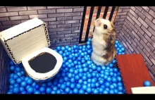Mister Hamster ucieka z więzienia niszcząc toaletę