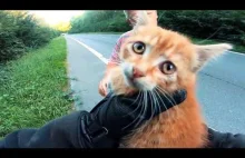 Motocyklista uratował kotka na drodze