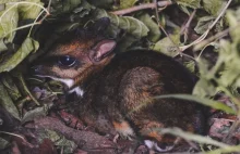 Imię dla myszojelenia. Wrocławskie zoo prosi o propozycje!