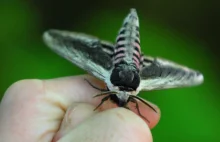 Armia USA otrzyma biohybrydę drona z ćmą