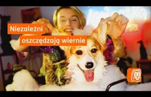 Polka niezależna wg reklamy ING