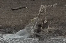 Krokodyl złapał najszybsze zwierzę świata, wciągnął je pod wodę i zjadł