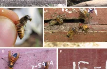 W Azji pszczoły używają narzędzi i walczą z szerszeniami łajnem