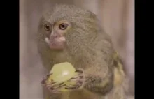 Dźwięk małp jedzących winogrona