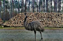 Emu spacerowały po lesie! Czym jeszcze zaskoczy nas końcówka 2020 roku?