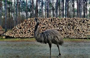 Emu spacerowały po lesie! Czym jeszcze zaskoczy nas końcówka 2020 roku?