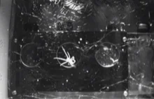Badanie pająków w kosmosie pokazało, że nie potrzebują one grawitacji