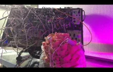 Boczniak różowy gra na syntezatorze modularnym
