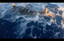 Żółw morski kontra rekin