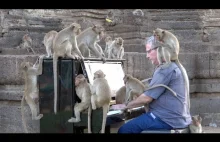 Fortepian dla dzikich makaków w świątyni Lopburi w Tajlandii