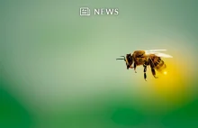 Pszczoły uwielbiają konopie, trwają prace nad stworzeniem miodu z THC i CBD