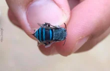 Niebieskie pszczoły w Australii