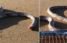 Dziwaczne nagranie bezgłowego węża, który nadal próbuje zaatakować...