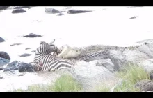 Zebra vs. krokodyle