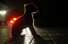 Godzina policyjna: czy można wyprowadzić psa? Resort zdrowia - będą konsultacje