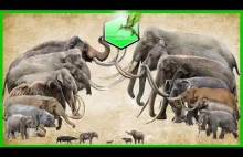 Porównanie wielkości słoni i mamutów