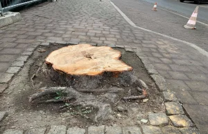 Deweloper wyciął 100-letnie drzewa w Katowicach. Miasto zawiadomi prokuraturę