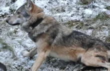 Potężny wilk schwytany przez naukowców w świętokrzyskich lasach.
